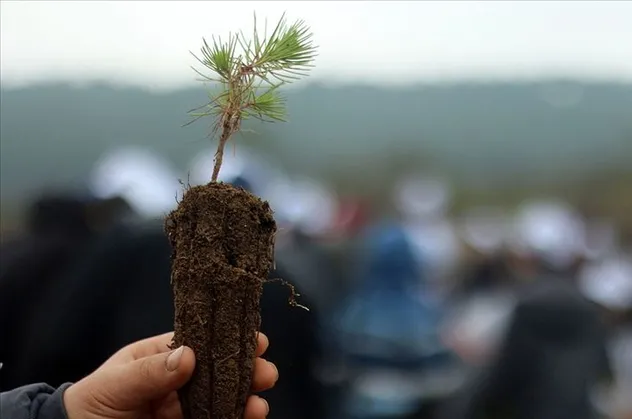 AK Parti'den fidan dikme seferberliği