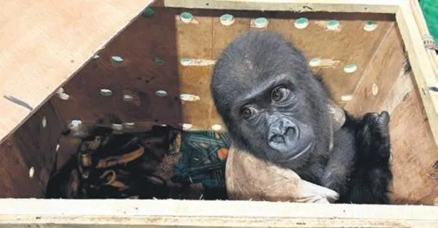 İstanbul Havalimanı’nda akılalmaz olay! Goril yavrusu yakalandı