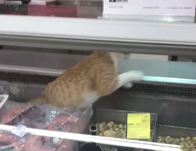 Markette kedi rezaleti! Şarküteri reyonunda fink attı