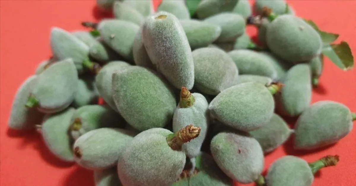 Cagla Badem 50 Tl Den Satisa Cikti Takvim