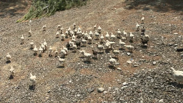 Adana'da ölüme terk edilen yaklaşık 300 civciv ekipler tarafından toplanmaya başlandı-5