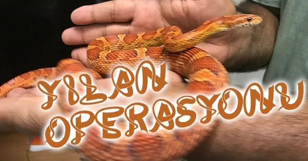 ankara da misir yilani operasyonu 1