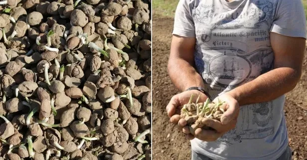 Şimdi 1 dönümden 800.000 TL kazanıyor: Çocukken yaylada görüp bahçesine ekmişti