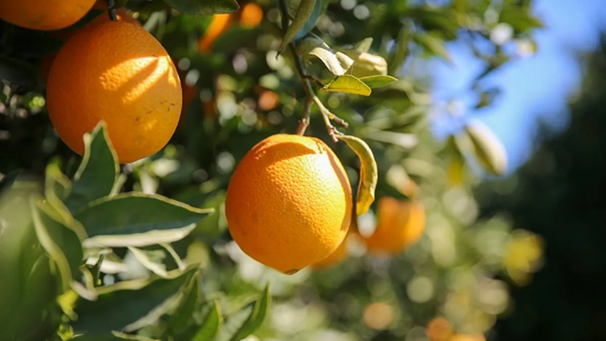 C vitamini deposu portakalın faydaları nelerdir?