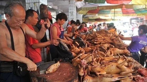cinde-kopek-etini-cok-seviyor-festival-basladi-1592808157570.jpg