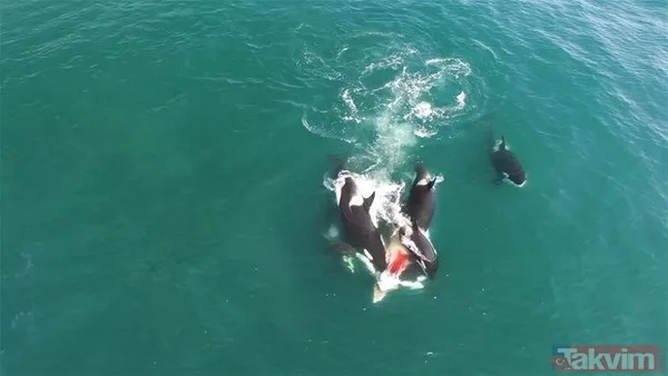 Aslan ve kaplanın (kavgası) karşılaşması hayrete düşürdü! - 25