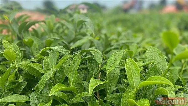 (Fotoğraflar: Takvim Foto Arşiv)