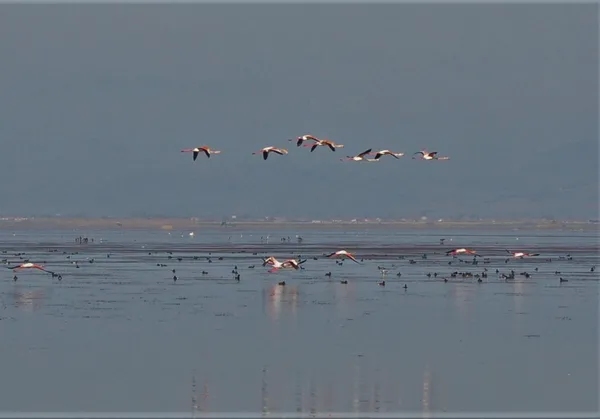 tarim-ve-orman-bakanligi-tamamen-kuruyan-marmara-golunun-kurtarilmasi-icin-calisma-baslatti-1651823284680.jpg Tarım ve Orman Bakanlığı tamamen kuruyan Marmara Gölü'nün kurtarılması için çalışma başlattı-10