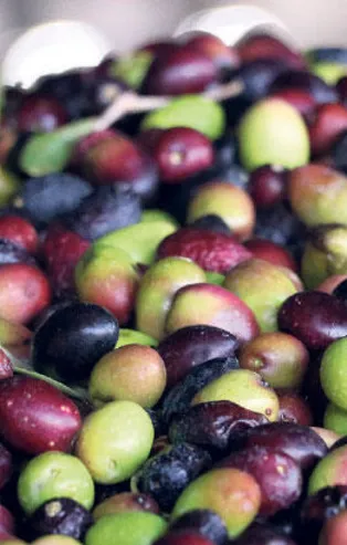 Zeytin ihracatının yüzde 60’ı 3 ülkeye yapıldı!