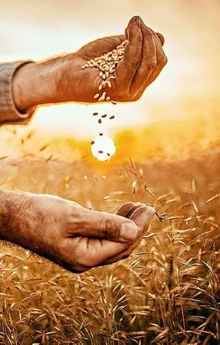 Çiftçiye kuraklığa karşı destek: Ücretsiz tohum, mazot ve gübre gündemde!