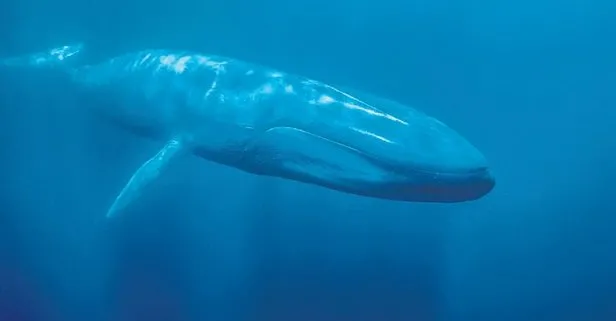 Katil balina