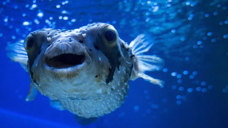 akdeniz-ve-ege-kiyilarinda-rekor-av-balon-baligi-yakalayana-35-tl-destek-1776858264925.jpg Akdeniz ve Ege kıyılarında rekor av: Balon balığı yakalayana 35 TL destek-6