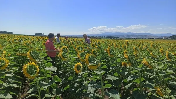 trakyadan-sonra-samsun-bafrada-da-tirtil-goruldu-ciftciler-alarma-gecti-1659075754563.jpg Trakya'dan sonra Samsun Bafra'da da tırtıl görüldü! Çiftçiler alarma geçti-5
