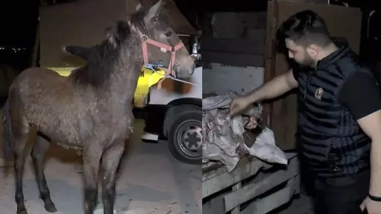 İstanbul’un ortasında utanç verici olay! Atları kesmek için sıraya dizmişler! 1 atı lime lime... |VİDEO