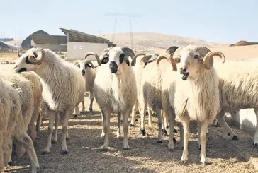 Hayvancılık projelerine hibe desteği