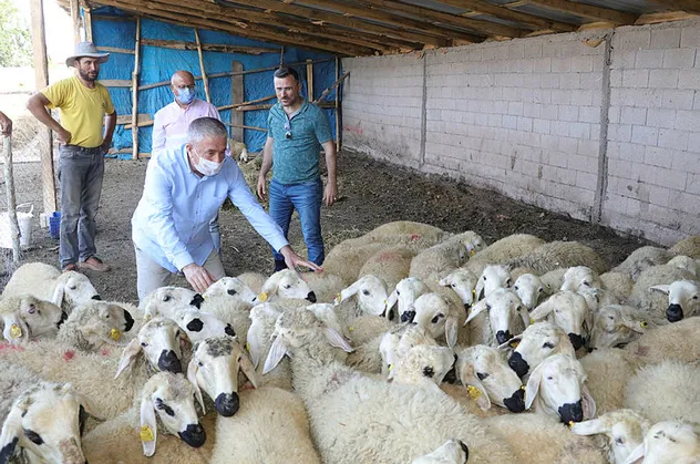 Son dakika: Kurbanlık sayısında sıkıntı yok