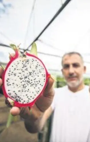 Ejder meyvesinden 80 bin TL kazandı