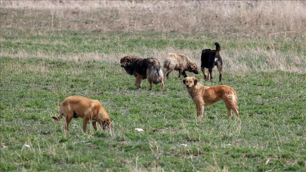 4 bakanlık harekete geçti! Başıboş köpek sorunu nasıl çözülecek? İşte madde madde yasa teklifi