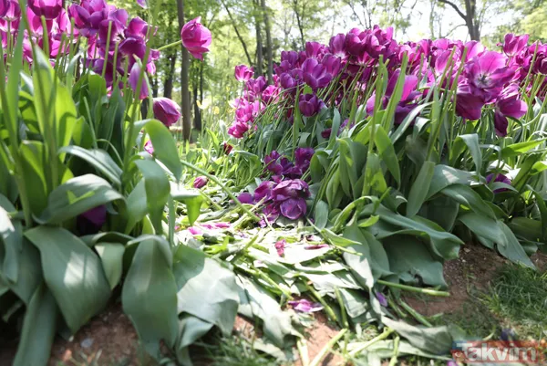 İstanbul Gülhane Parkı 10 katı ziyaretçi ağırladı! Laleler talan edildi - 13