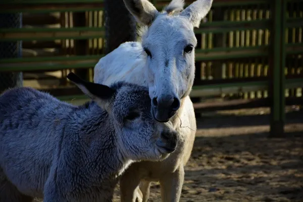 emekliligin-tadini-cikartan-esekler-yillarca-mardin-sokaklarinda-cop-topladilar-1640938331231.jpg Emekliliğin tadını çıkartan eşekler! Yıllarca Mardin sokaklarında çöp topladılar-5