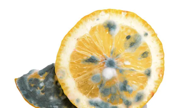Aylarca bozulmadan saklama sıırrı: Evdeki limonlarınız bir daha küflenmeyecek!