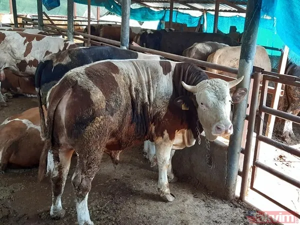 KURBANLIK FİYATLARI NE KADAR OLDU? 2022 Büyükbaş Küçükbaş Tosun, Koyun, Dana, Öküz, Sığır, Keçi, Koç İL İL kurbanlık FİYAT LİSTESİ! - 14