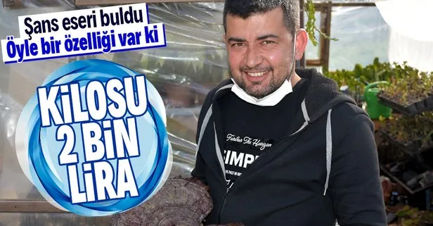 Ölümsüzlük mantarı buldu! Kilosu 2 bin lira