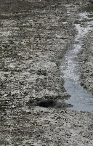 Adana'da korkunç olay! Balçığa saplanmış halde bulundu