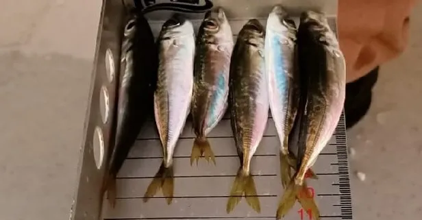 Rize’de belirlenen limitlerin altında avlanıldığı için 10 ton balığa el konuldu