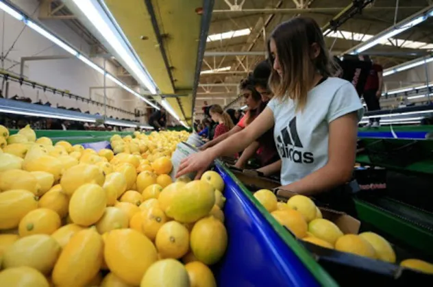 Limon ihracatında ön izin kalktı
