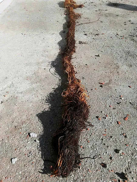 manisanin-saruhanli-ilcesinde-sularin-az-akmasinin-nedeni-5-metrelik-kunduz-cikti-1606131732892.jpg Manisa'nın Saruhanlı ilçesinde suların az akmasının nedeni 5 metrelik kunduz çıktı-4