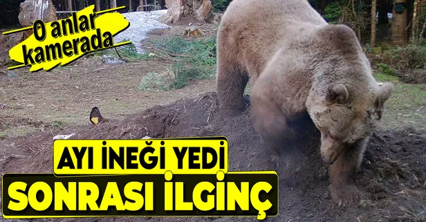 Telef olan ineği yiyen ayı geri kalanını toprağa gömdü