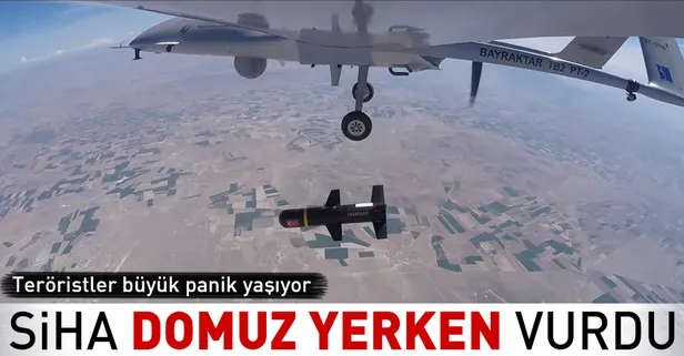 SİHA teröristleri yaban domuzu yerken vurdu