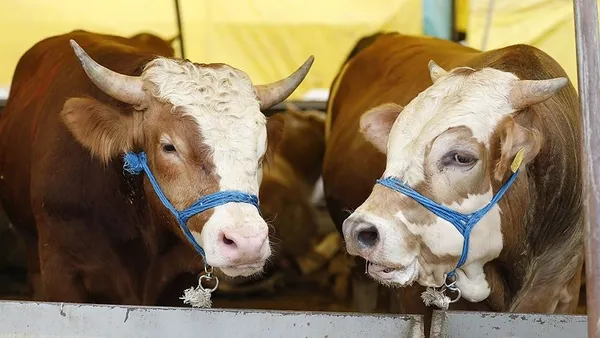 kurbanlik-fiyatlari-ne-kadar-buyukbas-ve-kucukbas-canli-hayvan-kilogram-fiyati-kac-tl-1625978971550.jpg Kurbanlık fiyatları ne kadar? Büyükbaş ve küçükbaş canlı hayvan kilogram fiyatı kaç TL?-5