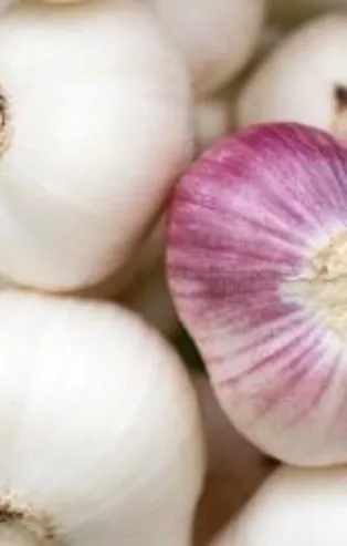 Taşköprü sarımsağı reçel oldu