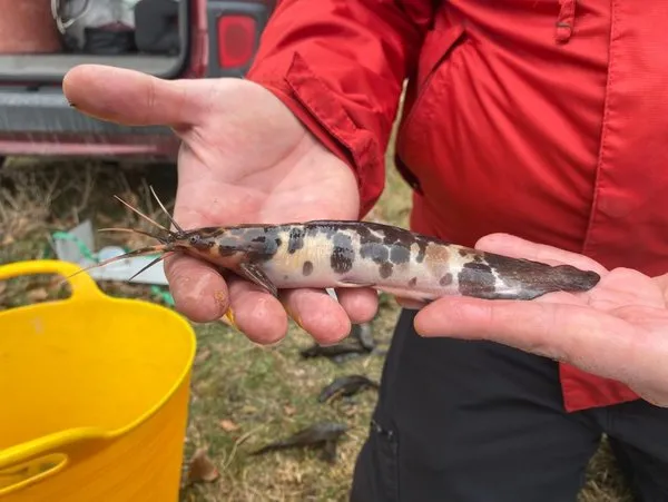 Endonezya Dan Akvaryum Icerisinde Eskisehir E Getirilen Iki Istilaci Balik Turu Karada Yuruyebiliyor Dogal Turlere Zarar Veriyor Takvim Endonezya Dan Akvaryum Icerisinde Eskisehir E Getirilen Iki Istilaci Balik Turu Karada Yuruyebiliyor Dogal Turlere Zarar Veriyor Takvim