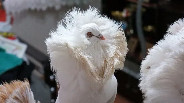 Denizli’de bu güvercini almak için evini arabasını satan var!-4