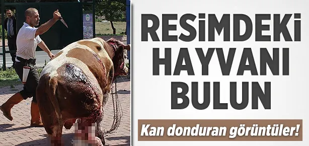 Boğayı kesimhaneye bıçaklayarak götürdü