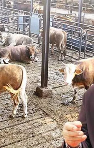 Şarbon değil FETÖ virüsü çıktı