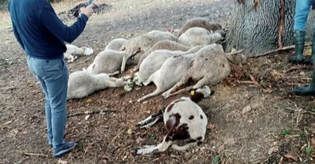 Yıldırım düşmesi sonucu bir köylünün 13 koyun telef oldu