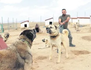 Kangal harekatı