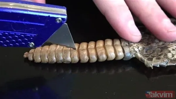 Çıngıraklı yılanın kuyruğundan çıkanlar görenleri şoke etti! Sonrasında ise... - 17