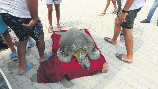 Temizlik işçisi Ahmet Bayram atletizmde 500 kupa ve madalya kazandı (Yaşam haberleri)-9