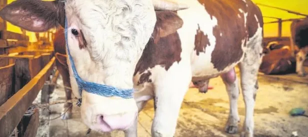 Kurbanlıkların Padişah’ı