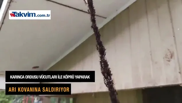 Arı kovanına saldıran karıncalar görenleri hayrete düşürdü