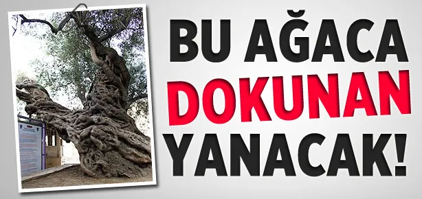 Bu ağaca dokunan yanacak