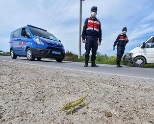 Bukalemun geçene kadar trafiği durdurdu