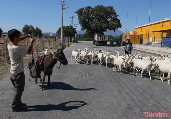 Günün en ilginç haberi: Japon turist Merzifon'dan aldığı eşekle Türkiye'yi gezdi - 4
