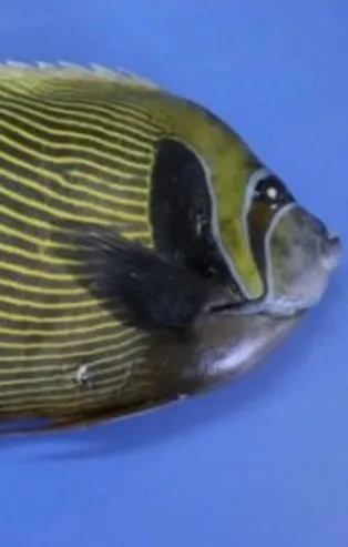 Fenerbahçe İskenderun'da görüldü!