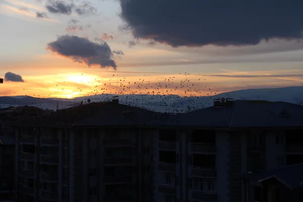 sehri-istila-ettiler-ardahanda-kargalar-korku-filmlerini-aratmiyor-1612940888679.jpg Şehri istila ettiler! Ardahan'da kargalar korku filmlerini aratmıyor-13